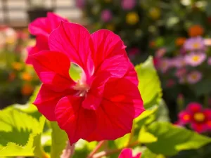 Laserowy peeling węglowy – skutki uboczne